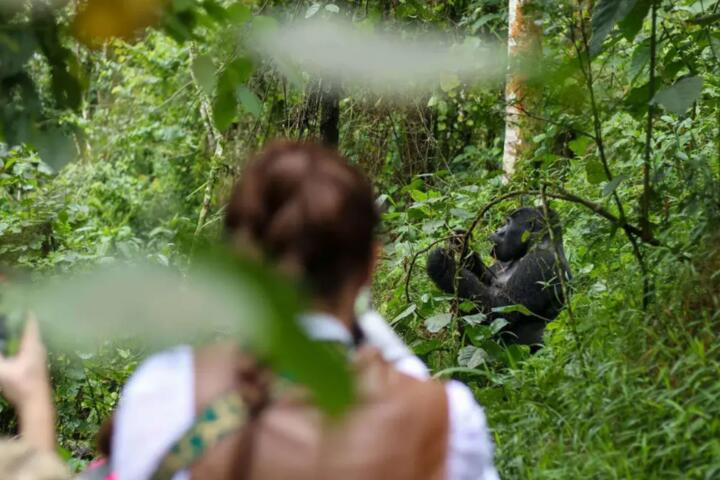 The Ultimate Guide to Premium Gorilla Trekking in Rwanda