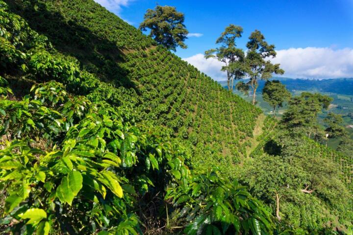 Luxury Coffee Estates in Colombia: Stay Guide