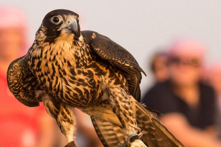 Exclusive Falconry and Heritage Tours: A VIP Experience in the UAE