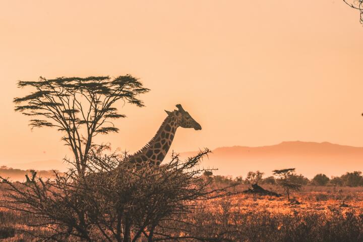 Helicopter Safaris: Africa’s Ultimate Luxury Experience