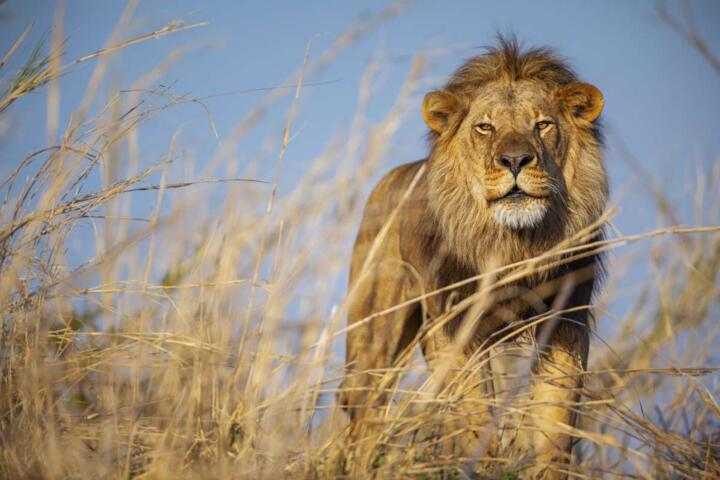 How to Choose a Safari Season