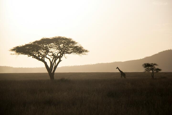 The Best Time to Visit Africa's Top Spots