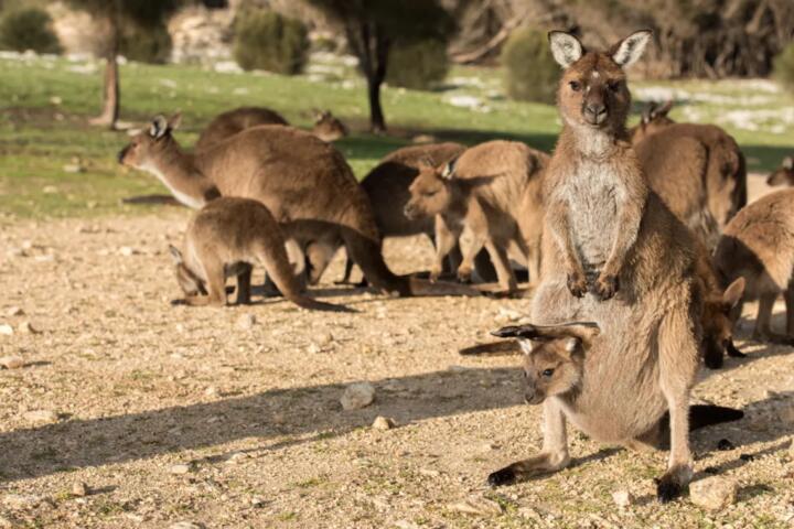 Why Wildlife Encounters Need Common Sense