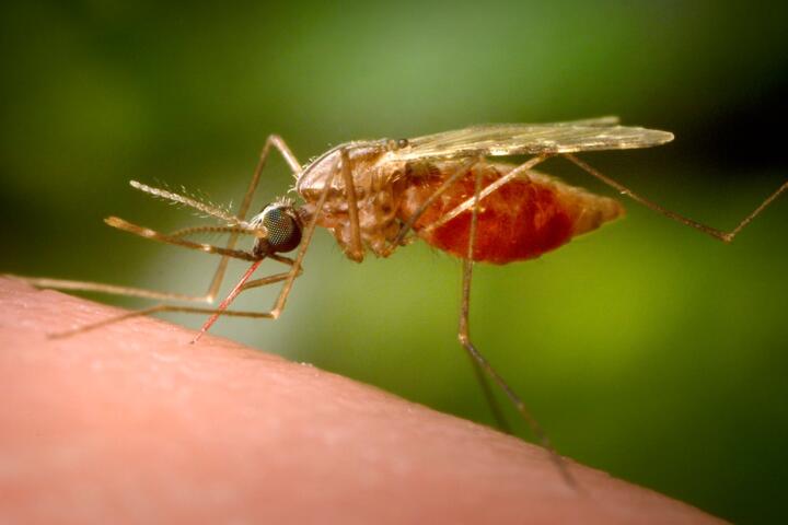 What Malaria Precautions Travelers Should Understand