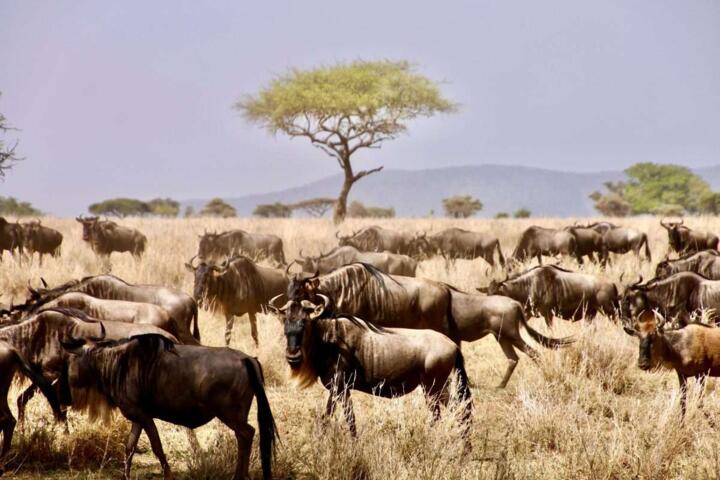 How Migration Patterns Shape Safari Timing