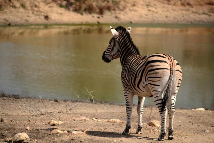 How Game Reserves Differ From National Parks